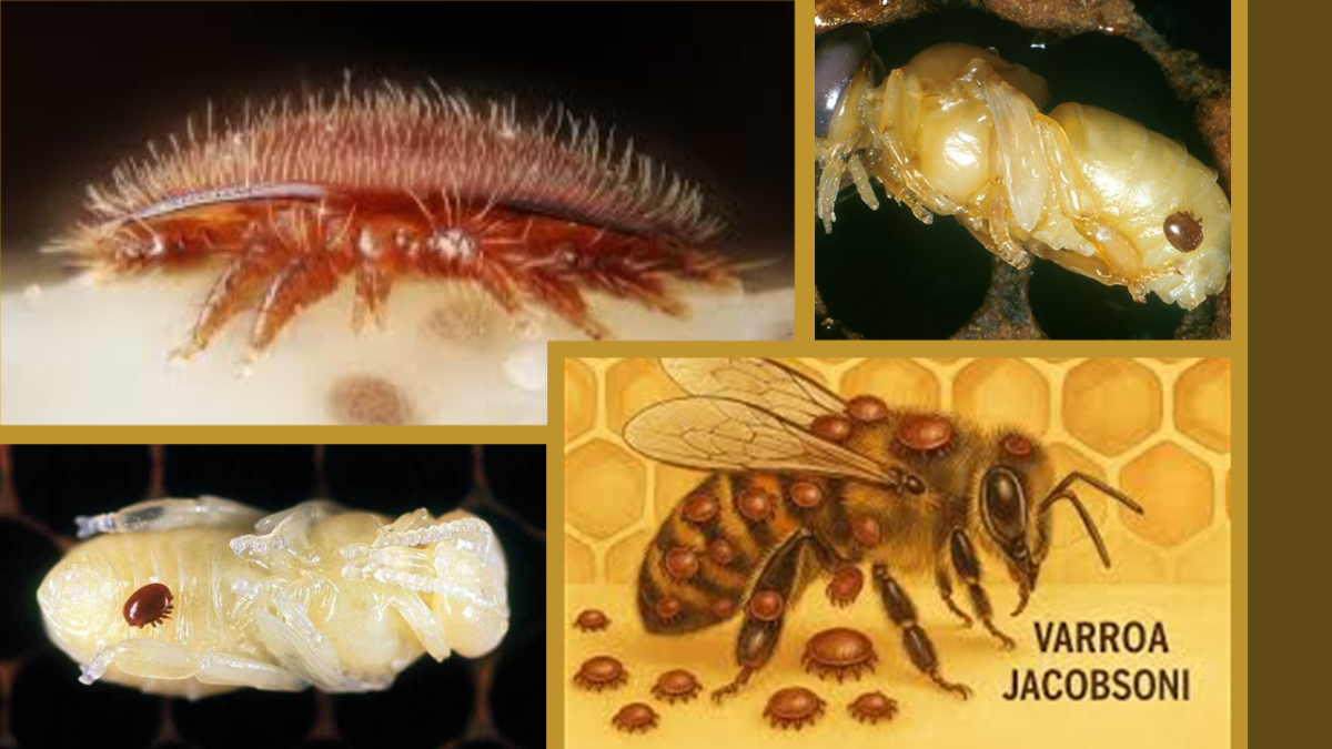 le varroa jacobsoni