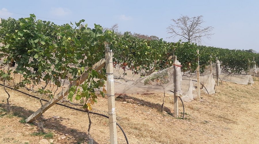 Alcidini vineyard