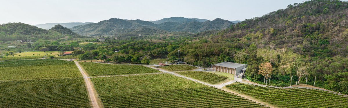 Magnifique vignoble de GranMonte