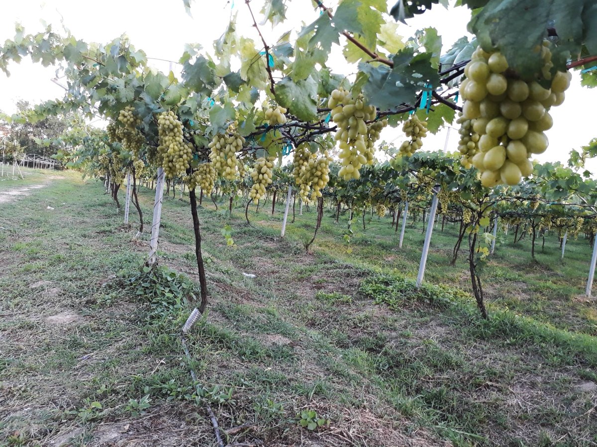 Vignoble Imsook Chiang Mai