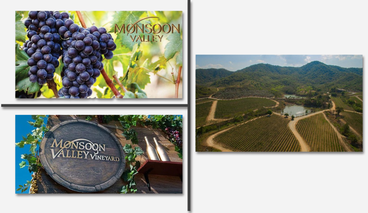 Planche du vignoble Monsoon Valley