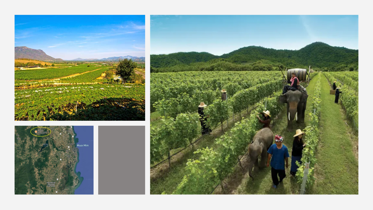 Vignoble Monsoon Valley