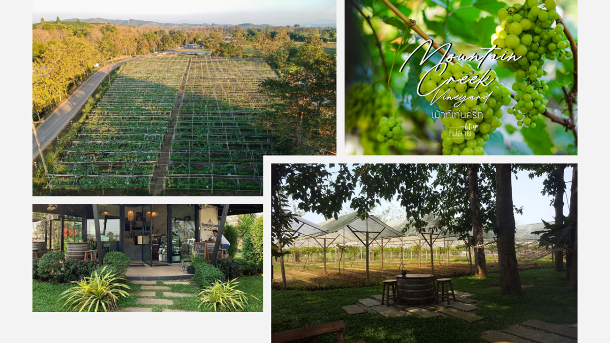 Vignoble Mountain creek Chiang Rai