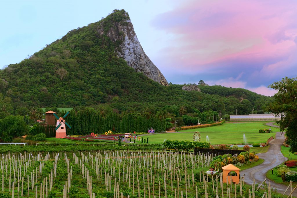 Silverlake Vineyard