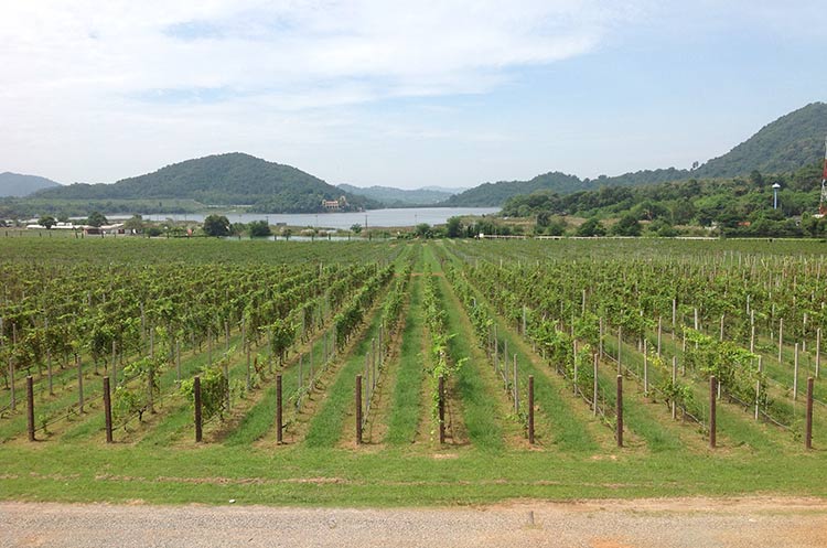 vignoble Silver Lake