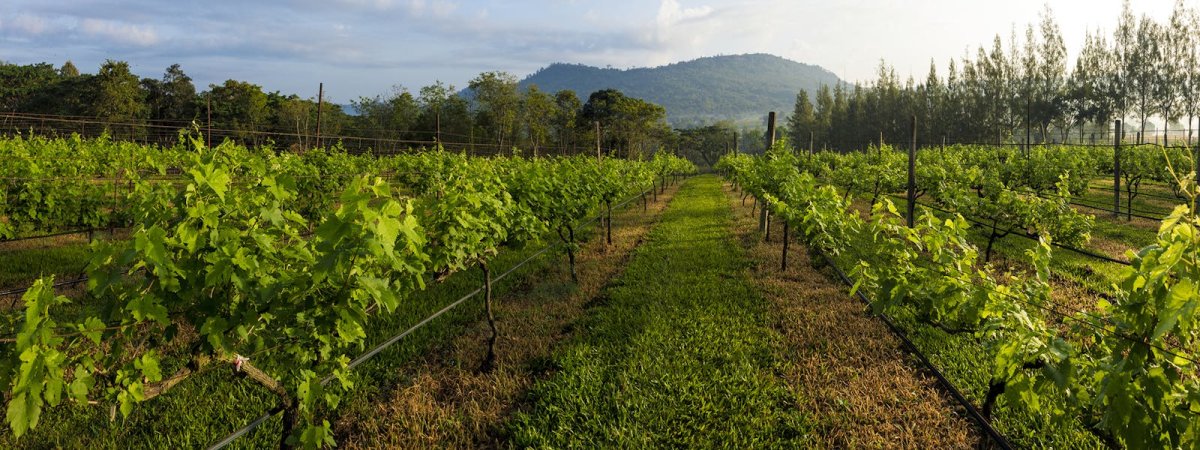 Vignoble Village Farm